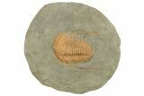 Cambrian Trilobite (Hamatolenus) - Tinjdad, Morocco #224719-1